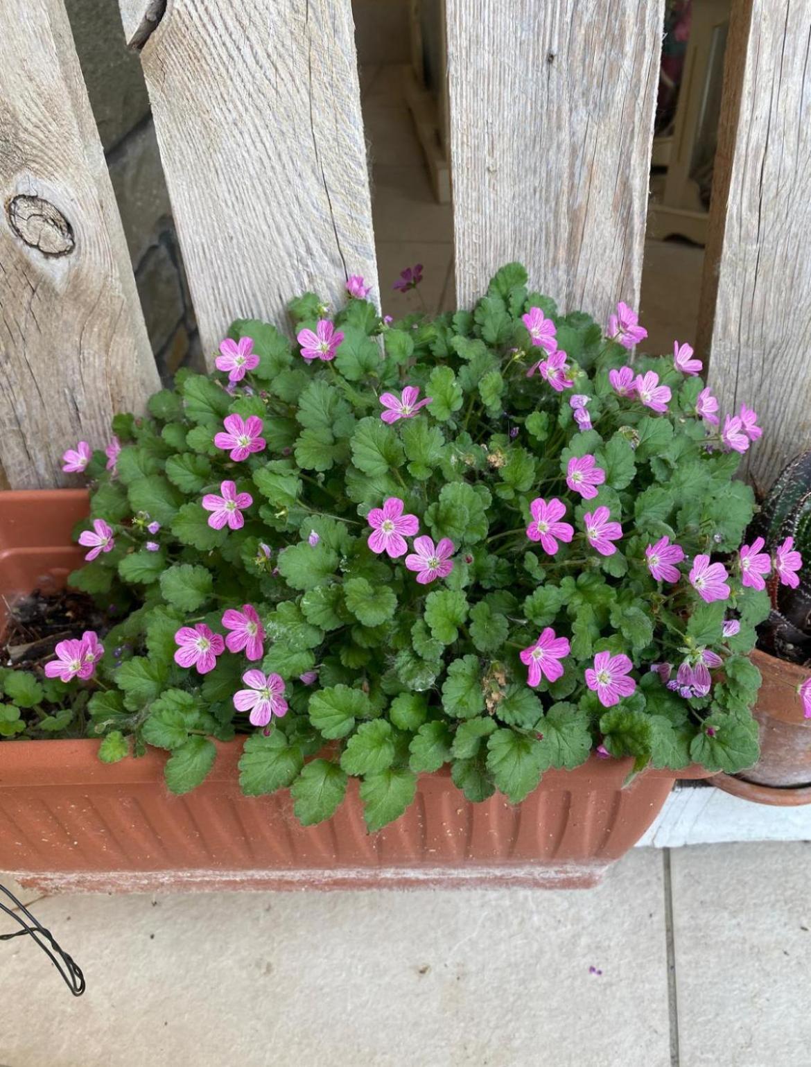Orchidea Del Garda Rooms & Apartments Πεσκιέρα ντελ Γκάρντα Εξωτερικό φωτογραφία